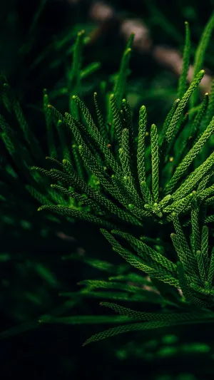 Get Closer To Nature With A Tropical Iphone Wallpaper! Wallpaper