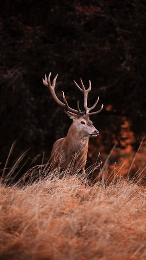 Get Closer To Nature With The Deer Iphone Wallpaper