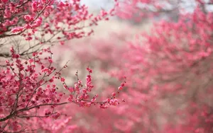 Get Into The Spirit Of Spring With This Cute Phone! Wallpaper
