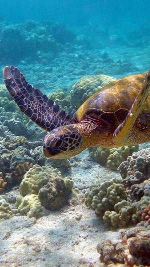 Get Lost In Nature With The Sea Turtle Iphone Wallpaper