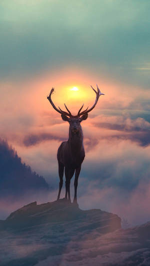 Get Ready To Upgrade: The Deer Iphone Wallpaper