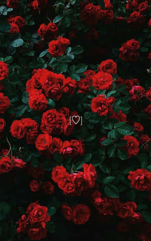 Get This Cute And Chic Red Iphone Wallpaper