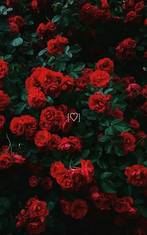 Get This Cute And Chic Red Iphone Wallpaper