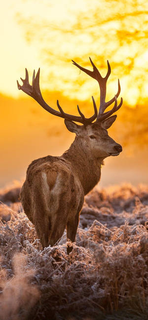 Get Your Nature Fix Every Day With A Deer Iphone Wallpaper