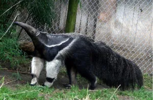 Giant Anteater Outdoors.jpg Wallpaper