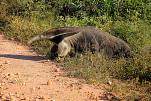 Giant Anteater Walkingon Trail.jpg Wallpaper