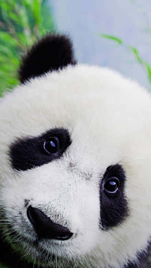 Giant Panda Close-up Face Wallpaper