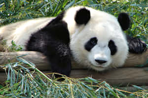 Giant Panda Logs With Bamboos Wallpaper