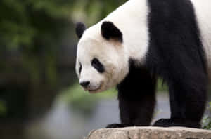 Giant Panda On Top Of Rock Wallpaper