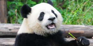 Giant Panda Opening Mouth Wallpaper