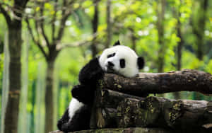 Giant Panda Pile Of Logs Wallpaper