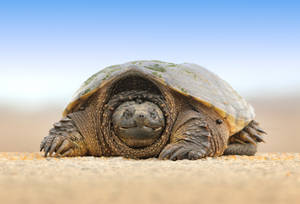 Giant Tortoise In The Desert Wallpaper