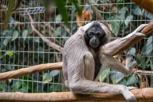Gibbon In A Cage Wallpaper