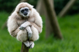 Gibbon On Branch End Wallpaper