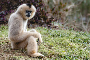 Gibbon On Ground Wallpaper