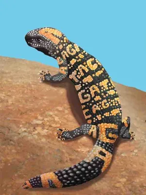 Gila Monster Art With Letter Patterns Wallpaper