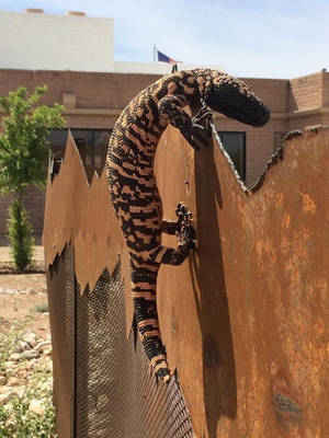 Gila Monster Climbing On Wall Wallpaper