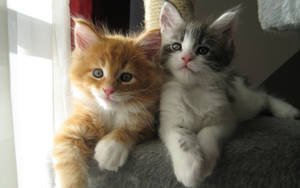 Gingerand Gray Kittens Cuddling Wallpaper