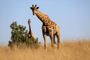 Giraffe In Savannah Grass Land Wallpaper