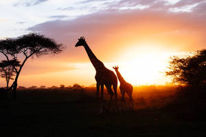 Giraffe Silhouettes Poster Wallpaper