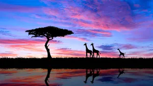 Giraffes In Savannah Africa Wallpaper