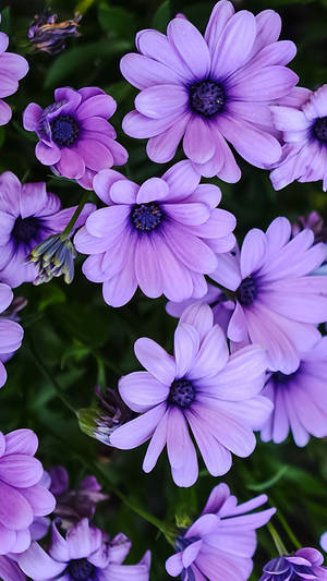 Girly Daisy Flowers Phone Wallpaper