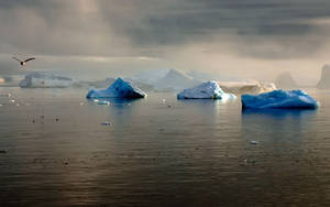 Glaciers In The Ocean Wallpaper