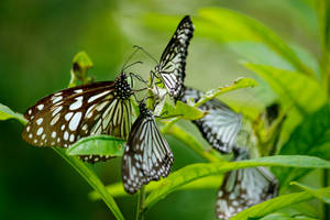 Glassy Tiger Butterflies Wallpaper