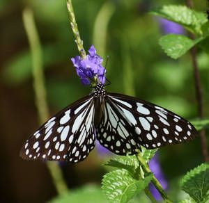 Glassy Wing Aesthetic Butterfly Wallpaper