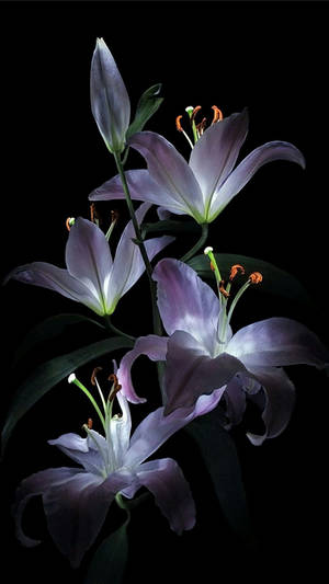 Gleaming White Lily In Dark Wallpaper