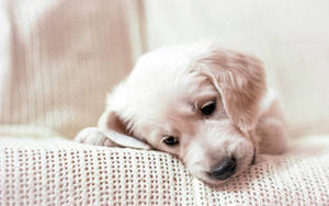 Gloomy Golden Retriever Puppy Wallpaper