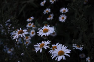 Gloomy White Daisy Wallpaper