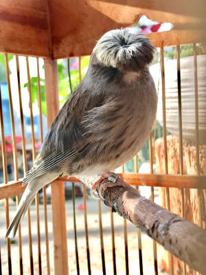 Gloster Canary Bird Inside A Cage Wallpaper