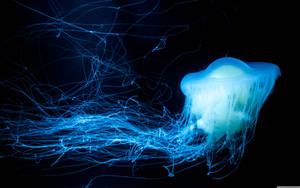 Glowing Blue Jellyfish Wallpaper