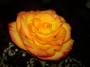 Glowing Orange And Yellow Rose Wallpaper