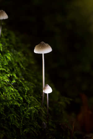 Glowing Psilocybe Fungus During Night Wallpaper