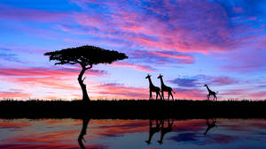 Gmail African Landscape Wallpaper