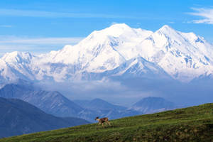 Goat With Denali Mountain Wallpaper