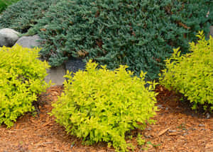 Gold Mound Spirea Landscape Shrubs Wallpaper