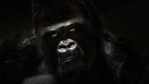 Golden Eyes Of Gorilla Wallpaper