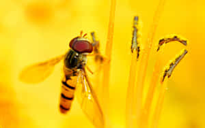 Golden Flying Insects Wallpaper