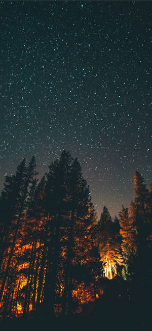 Golden Forest Starry Sky Wallpaper