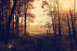 Golden Hour Of Cute Fall Aesthetic Wallpaper