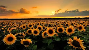 Golden Hour Sunflower Laptop Wallpaper