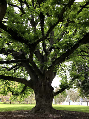 Golden Oak Tree Hd Wallpaper