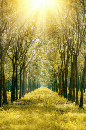 Golden Orange Sunrays Light Up A Beach Paradise Wallpaper