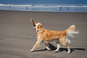 Golden Retriever Biting Stick Wallpaper