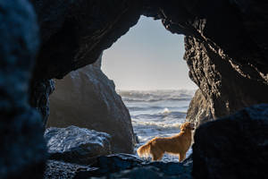 Golden Retriever Cave Shore Wallpaper