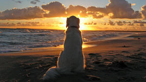 Golden Retriever On Beach Sunset Wallpaper