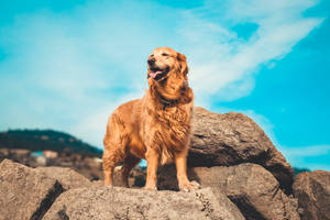 Golden Retriever On Rocks Wallpaper